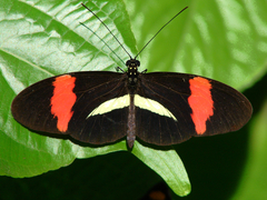 Heliconius melpomene rosina