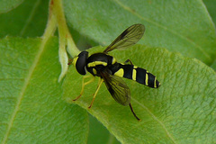 Xanthogramma pedissequum