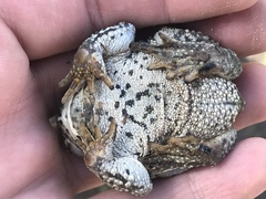 Anaxyrus compactilis