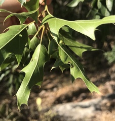 Quercus gravesii