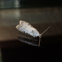 Lamoria anella