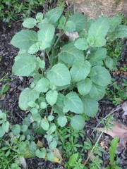 Solanum villosum