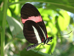Heliconius melpomene rosina