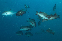 Plectorhinchus gibbosus