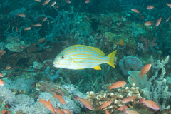 Plectorhinchus chrysotaenia