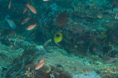 Chaetodon speculum