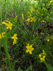 Chrysojasminum fruticans