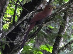 Piaya cayana
