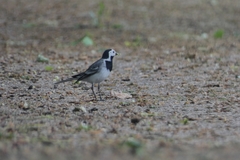 Motacilla alba