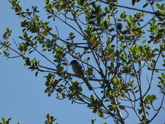 Curruca melanocephala