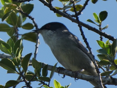 Curruca melanocephala