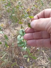Lepidium perfoliatum