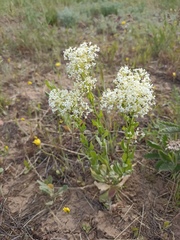 Lepidium draba
