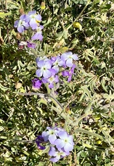 Matthiola tricuspidata