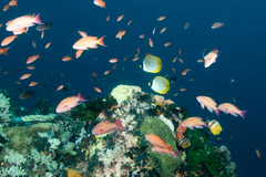 Chaetodon adiergastos