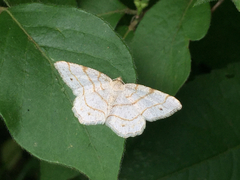 Trigrammia quadrinotaria