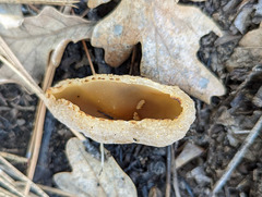 Peziza echinospora