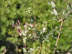 Lonicera implexa