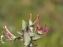 Lonicera implexa