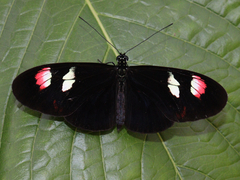 Heliconius melpomene plesseni