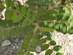 Rhus coriaria