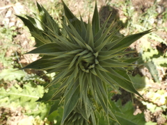 Asteraceae