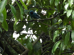 Tersina viridis