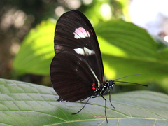 Heliconius melpomene plesseni