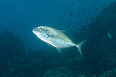 Flavocaranx bajad