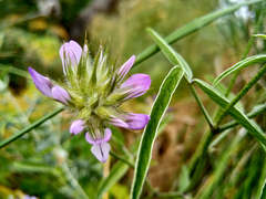 Bituminaria