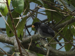 Sporophila intermedia
