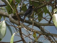 Sporophila intermedia