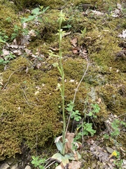 Ophrys sphegodes zeusii