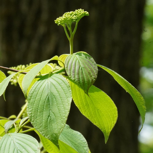Cornus alternifolia
