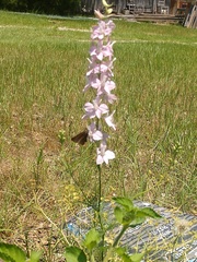Delphinium carolinianum virescens