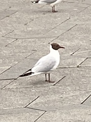 Chroicocephalus ridibundus