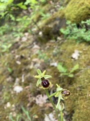 Ophrys sphegodes zeusii