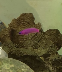 Pseudochromis fridmani