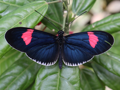 Heliconius erato cyrbia