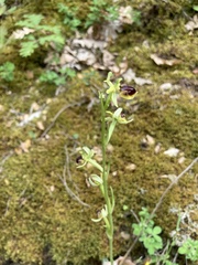 Ophrys sphegodes zeusii