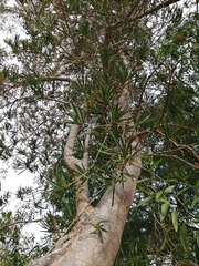 Forchhammeria watsonii