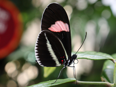 Heliconius erato cyrbia