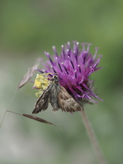 Muschampia orientalis