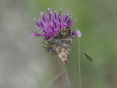 Muschampia orientalis
