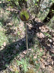 Pulsatilla montana