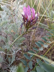Astragalus physodes