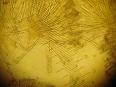 Daleomyces bicolor