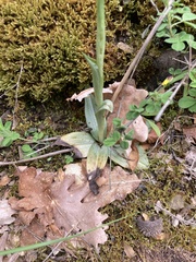 Ophrys sphegodes zeusii