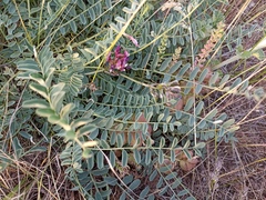 Astragalus physodes