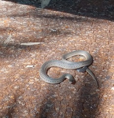 Thamnophis validus